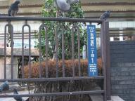 /article/11heisei/chuouku/chuuouku-nihonbashimuromachi.jpg