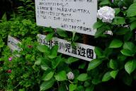 /article/tokyo35/shinagawaku/20160612_114401.jpg