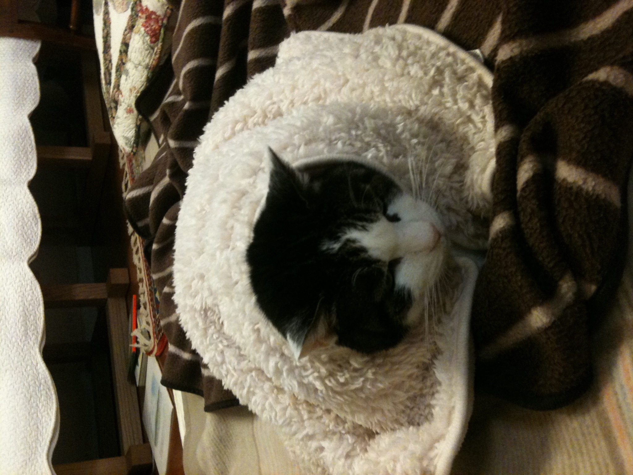 羊猫