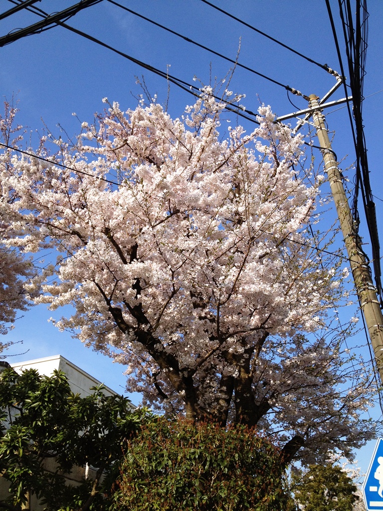 さくら