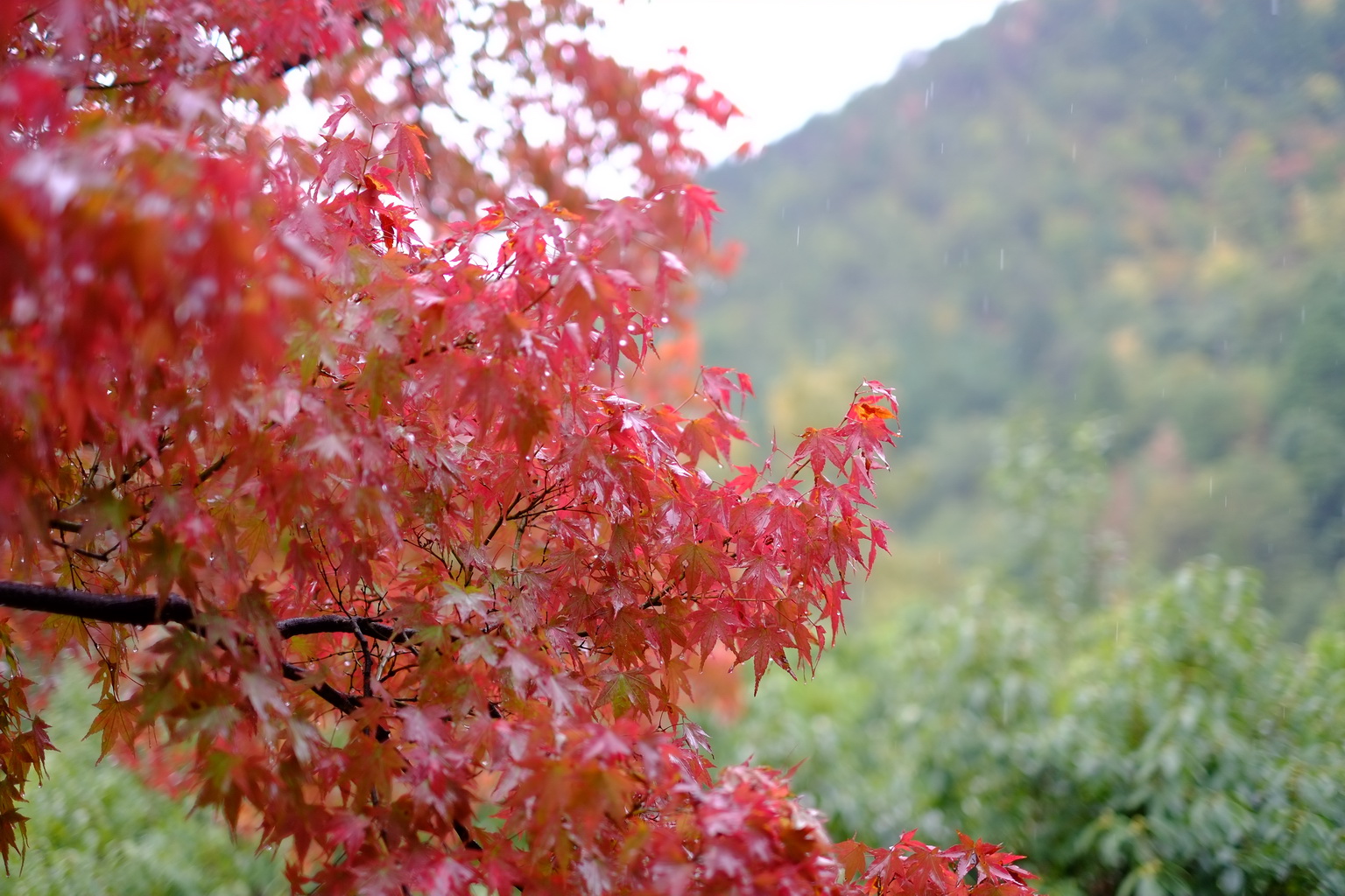 光悦寺