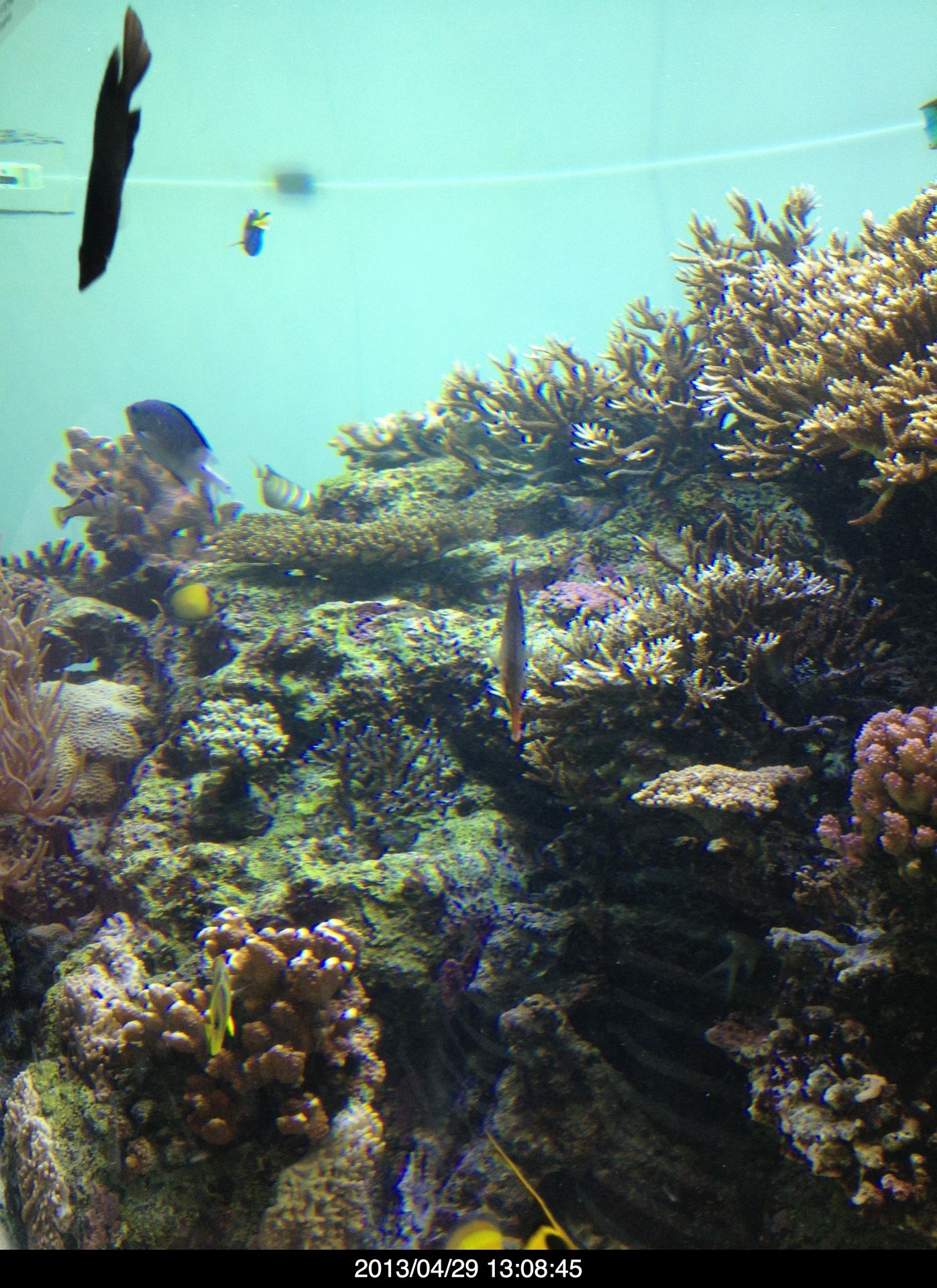 葛西水族館