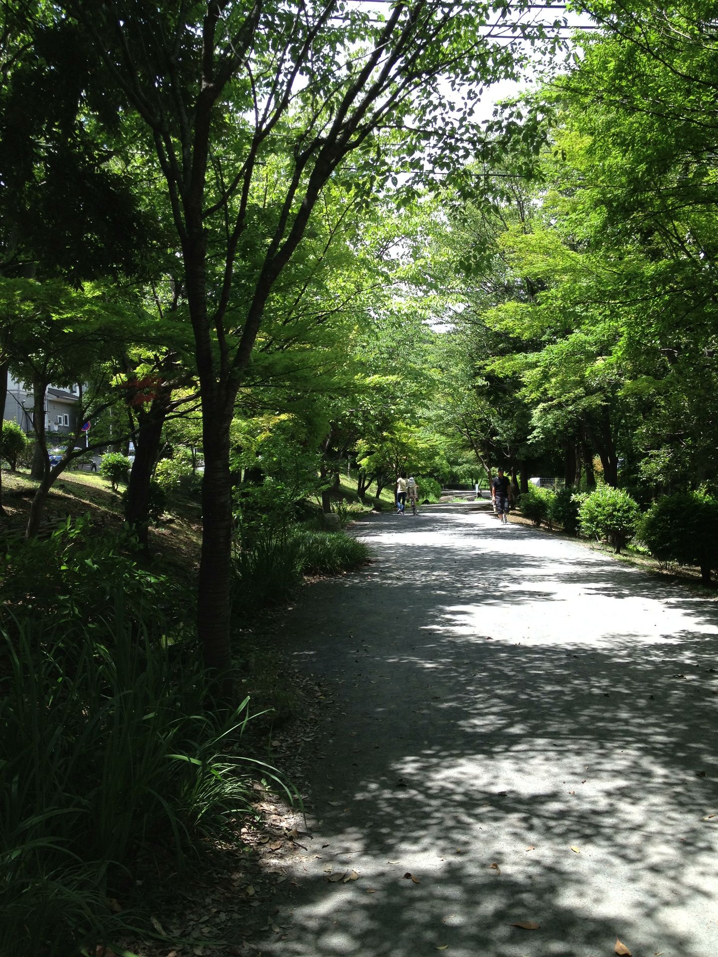 近所の公園