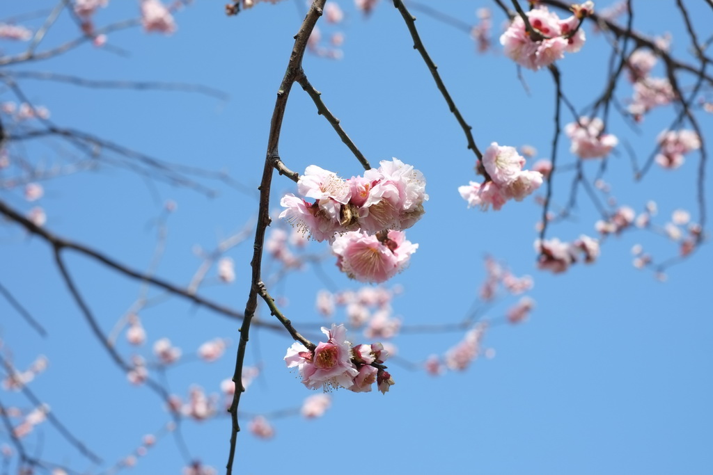 桃の花を一挙掲載