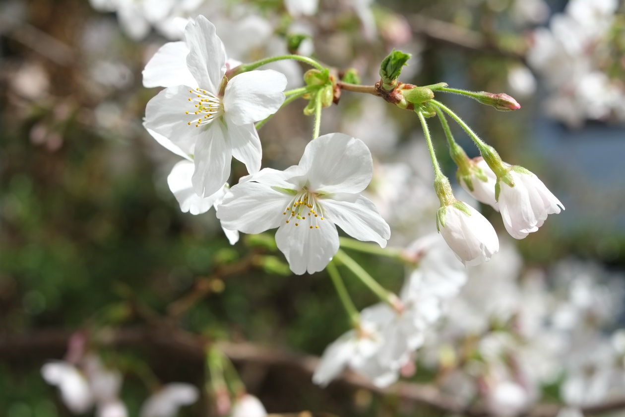 桜 八分咲き