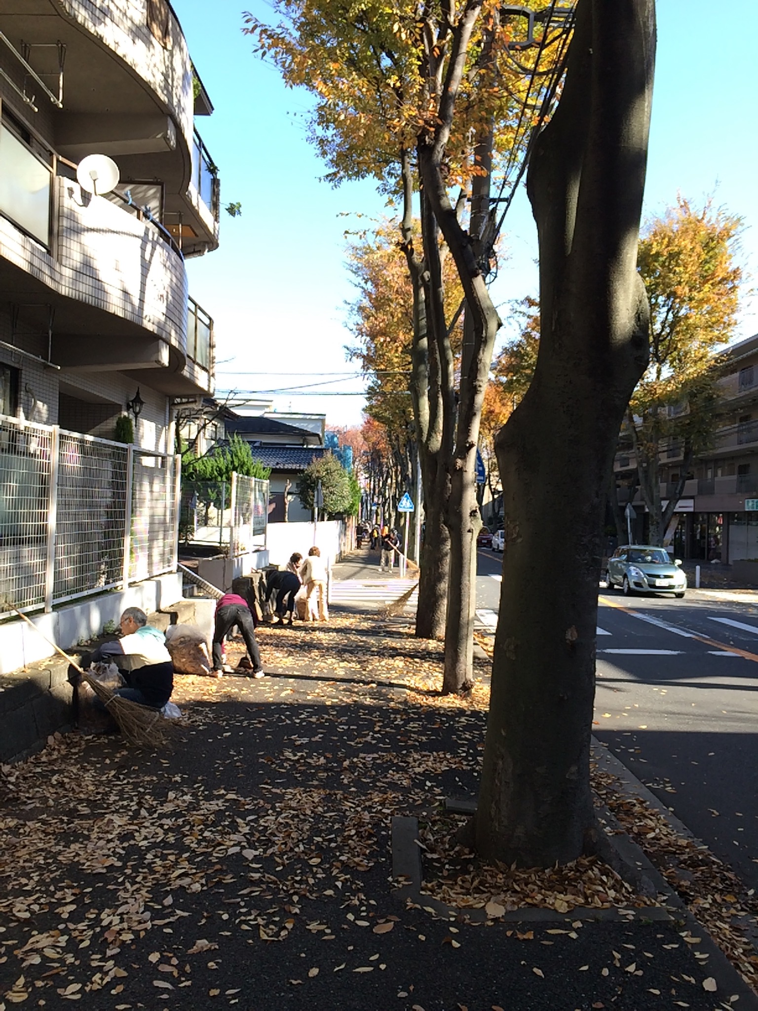 落ち葉拾い