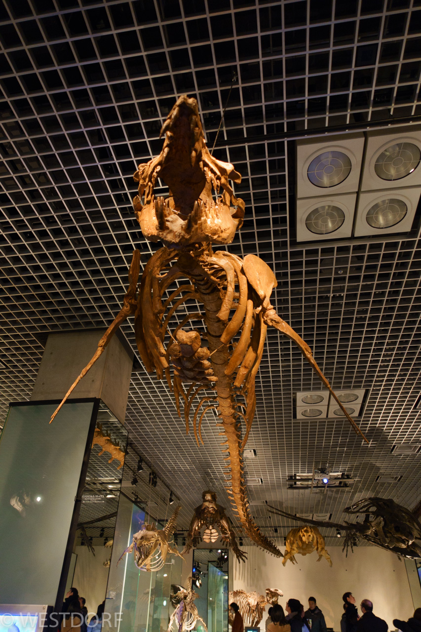 科学博物館：恐竜とネアンデルタール人