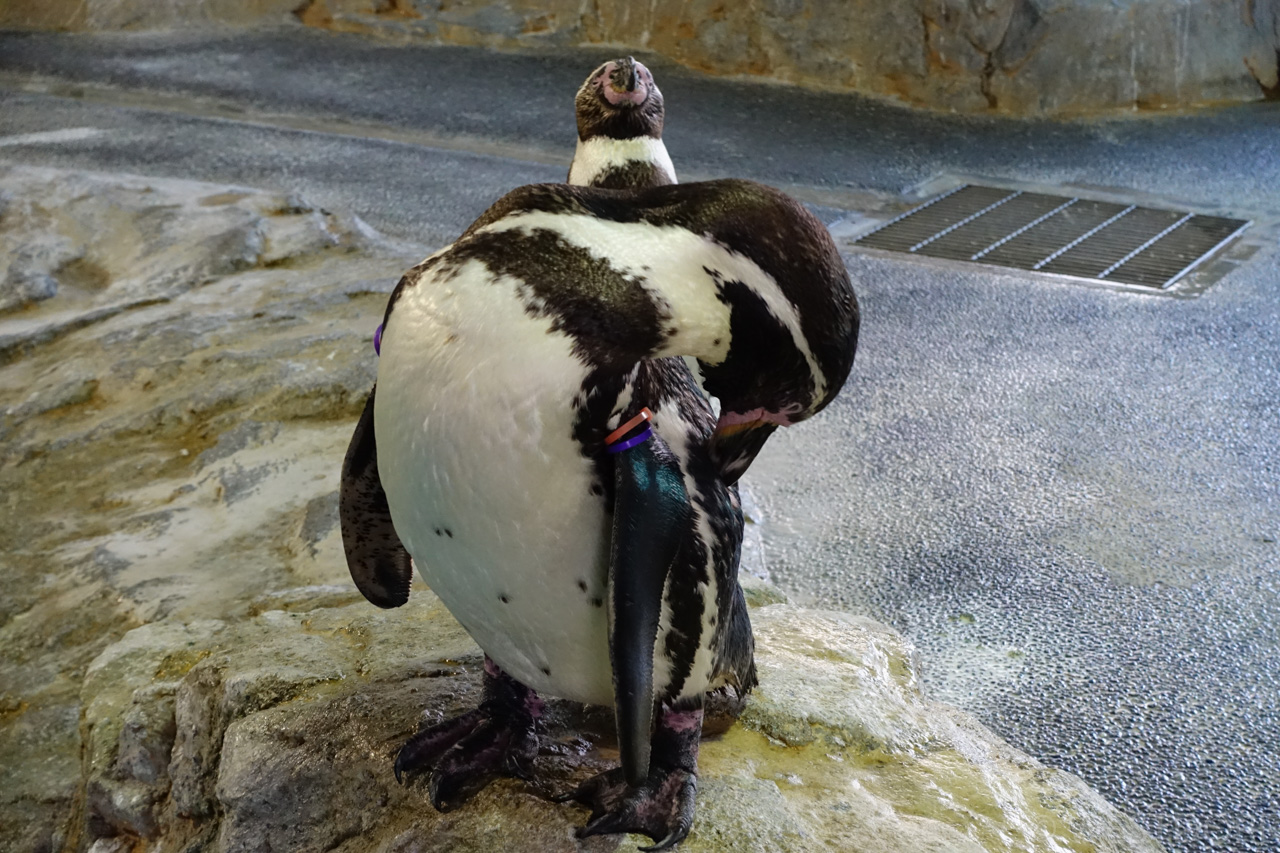 ペンギン水族館@長崎