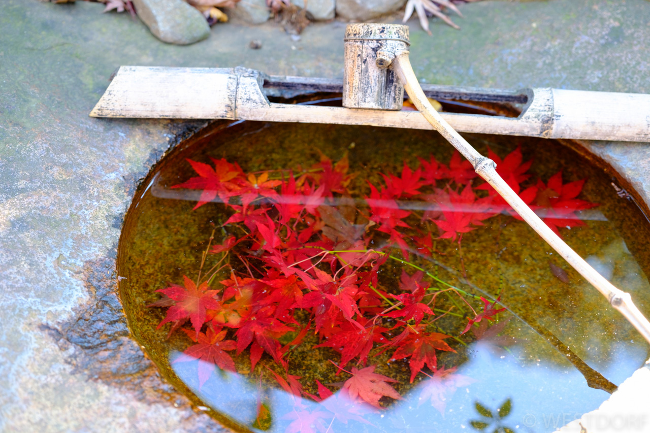 冬枯れ、紅葉、木洩れ陽