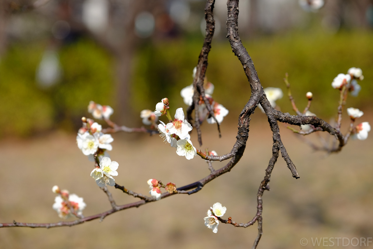 羽根木公園 梅まつり