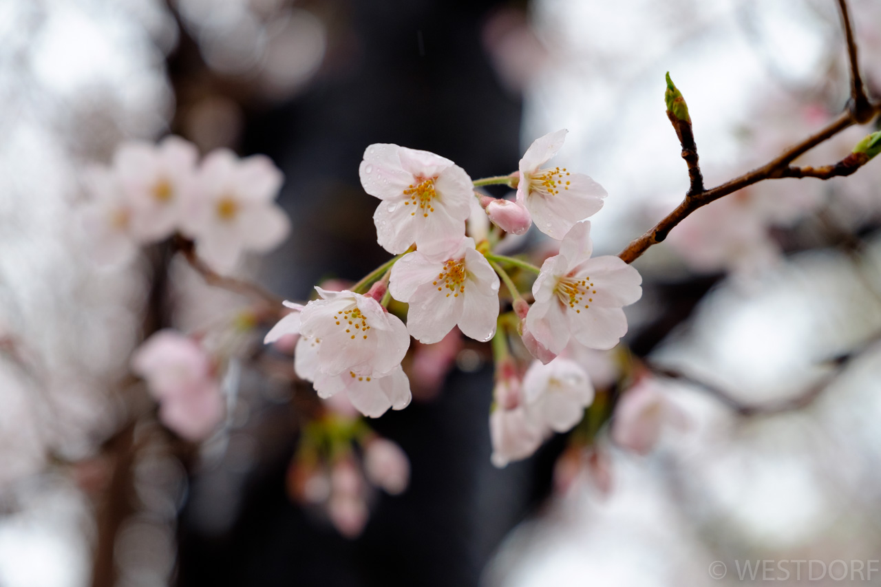 近所の桜