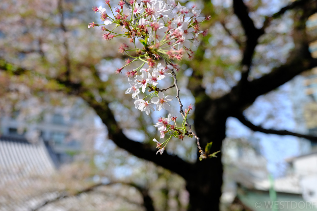 永田町から赤坂の桜