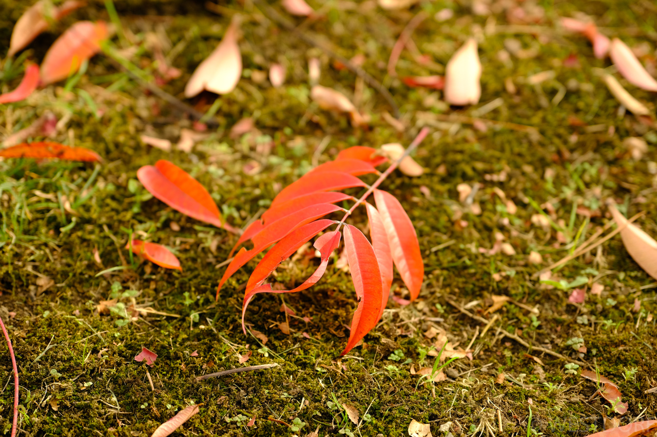 紅葉@浜離宮
