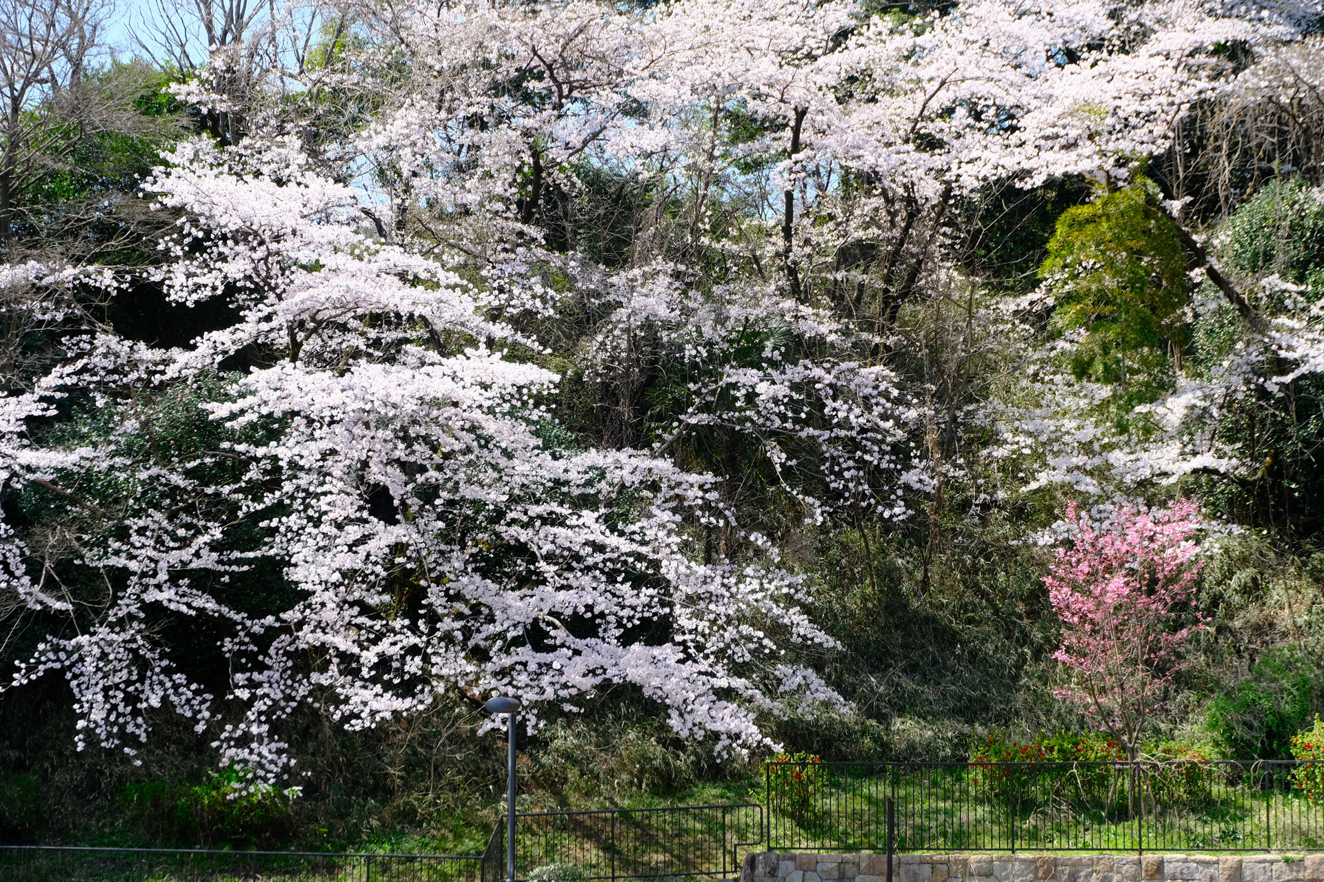 近所の桜