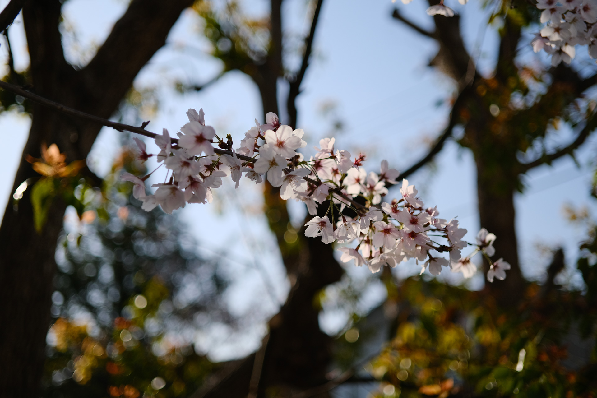 桜オワタ