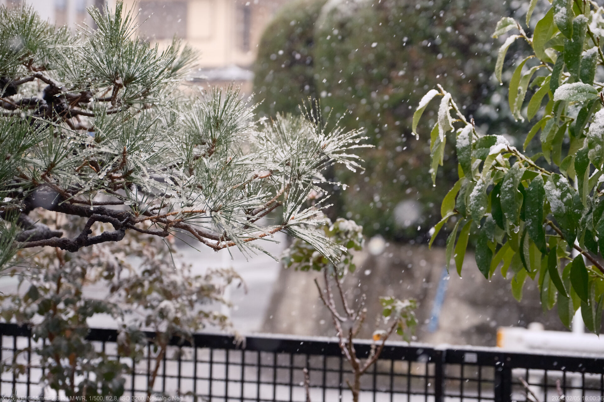 雪が降ってきた