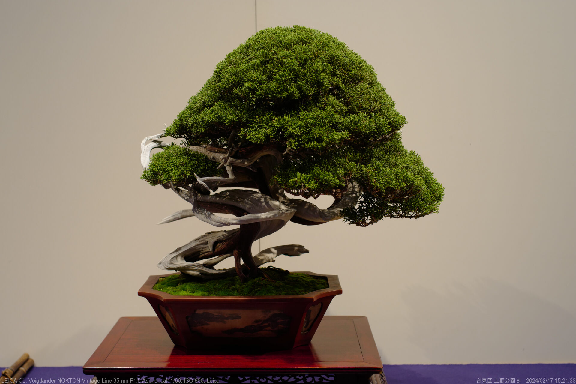 孫に誘われ盆栽展、しぶぅ〜