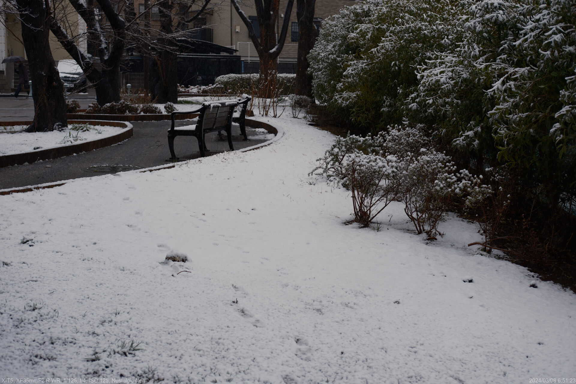 朝、雪だった