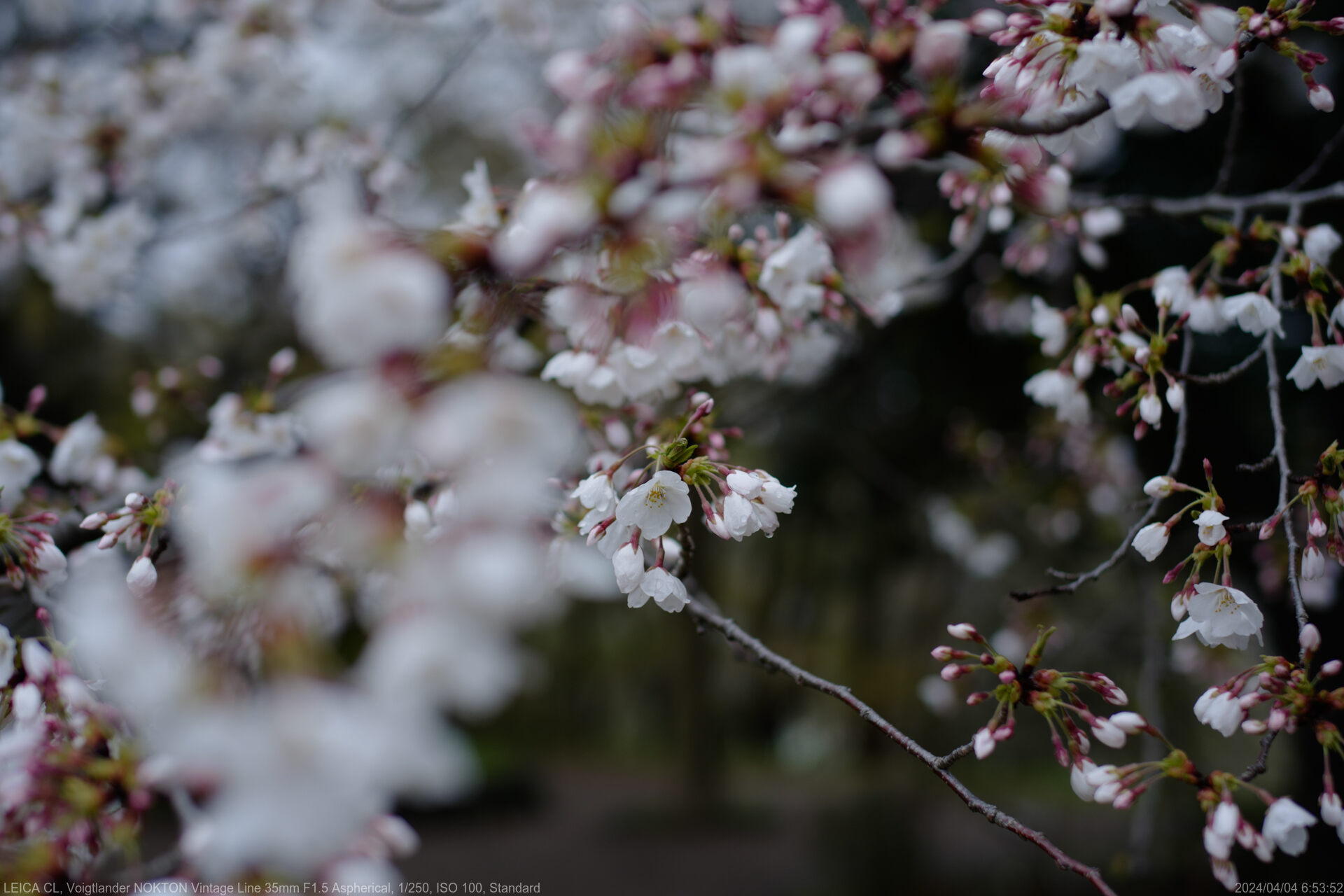桜残っていた