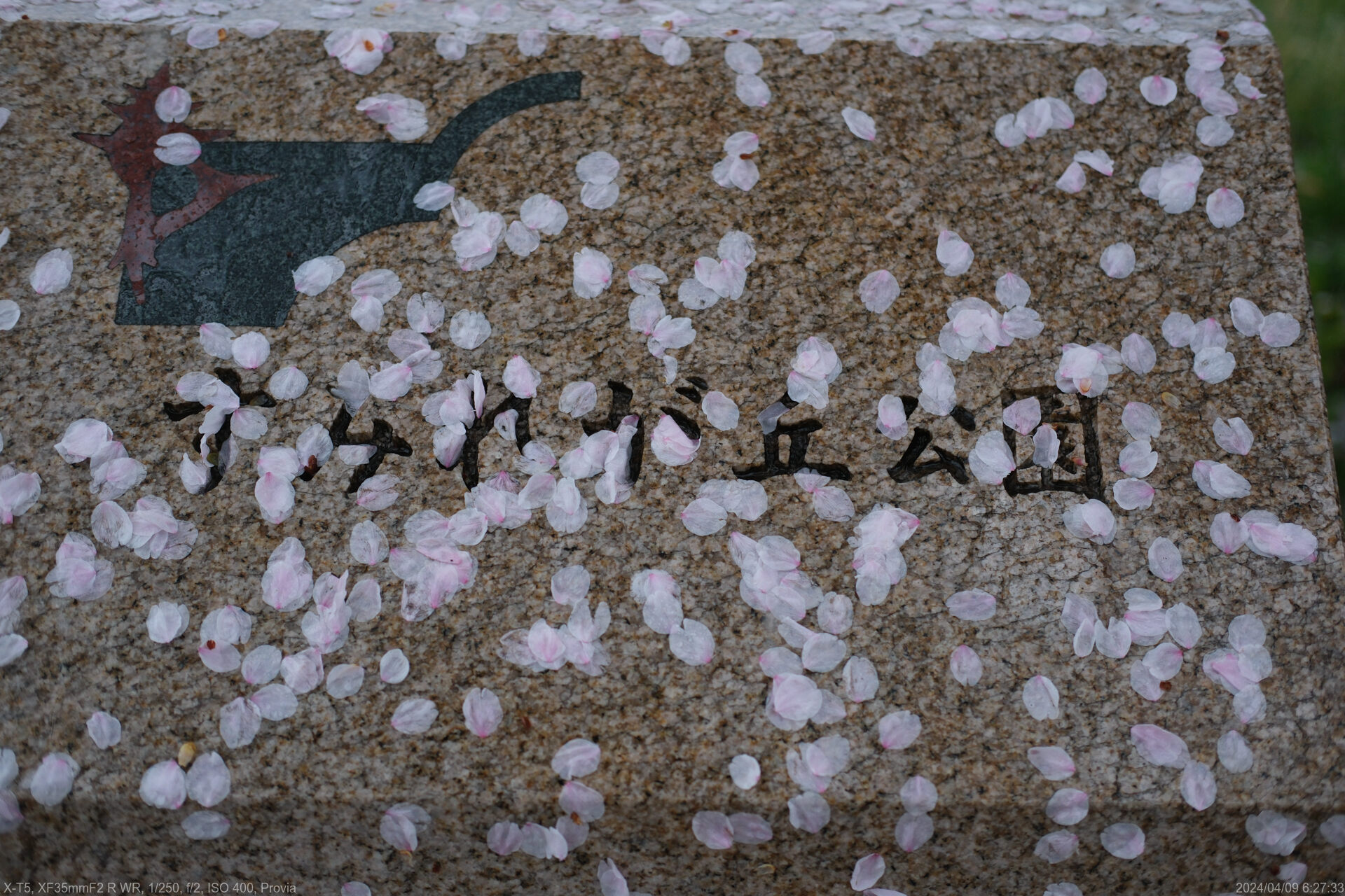 雨桜