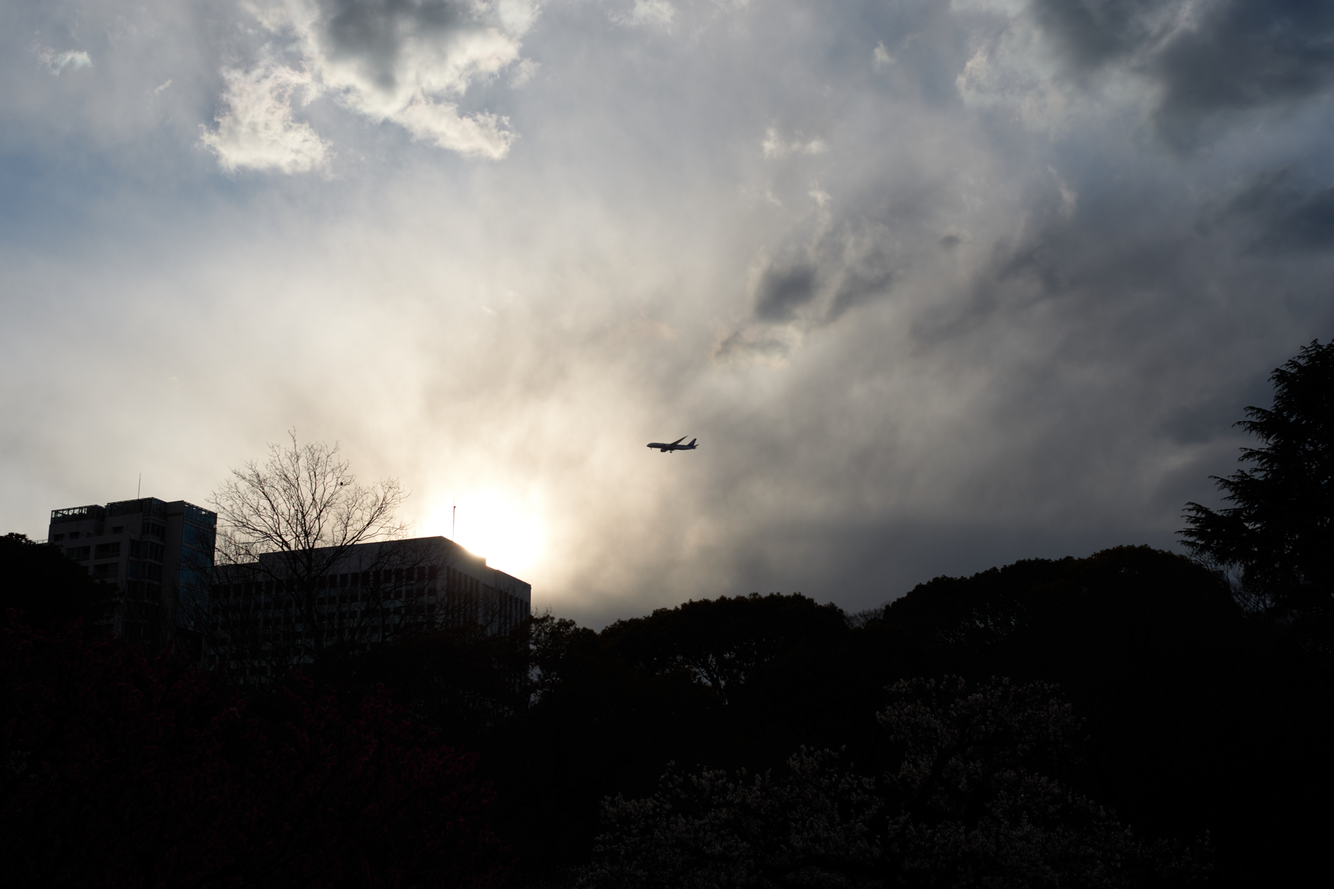 東京タワー、増上寺、芝公園の梅