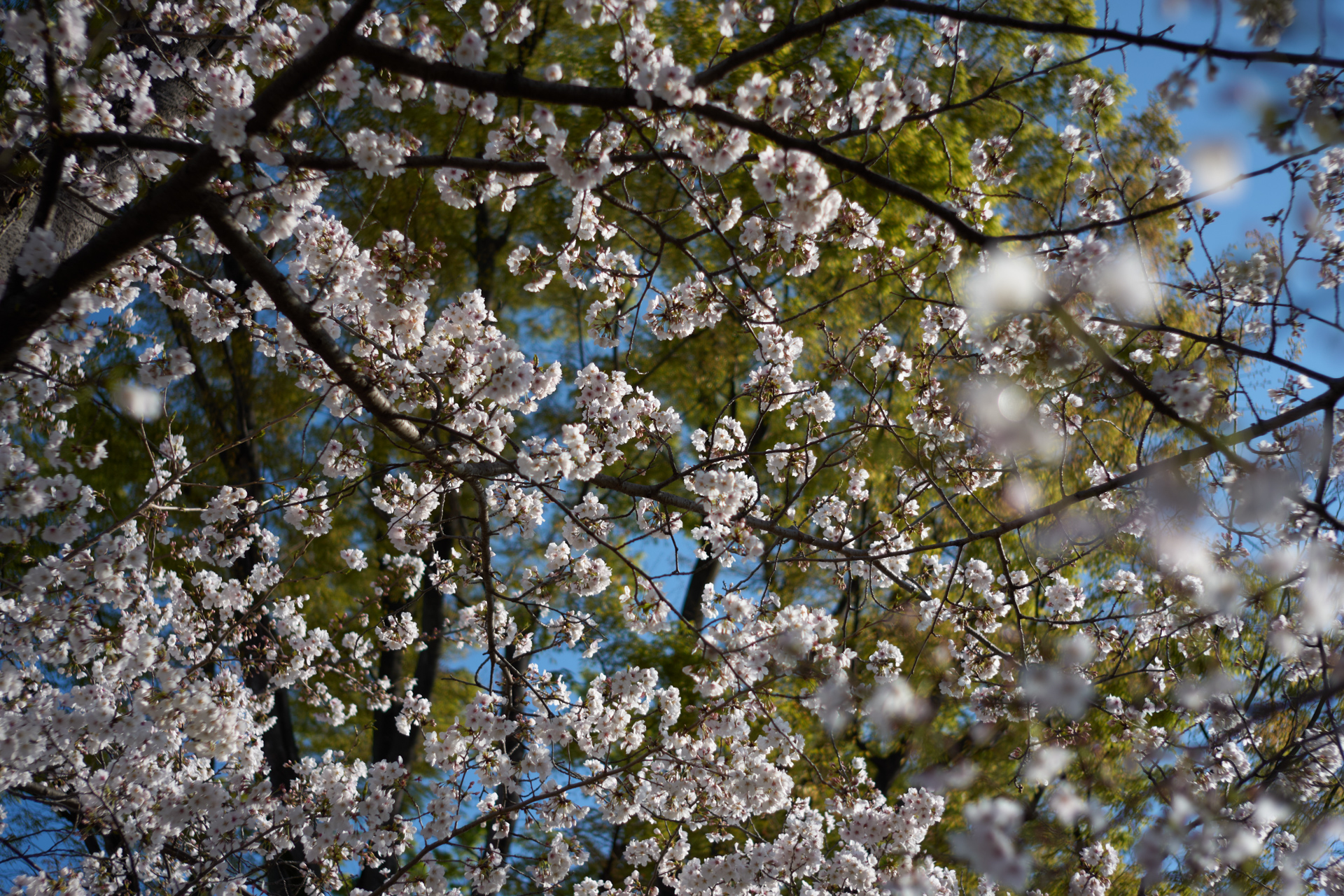近所の桜2025